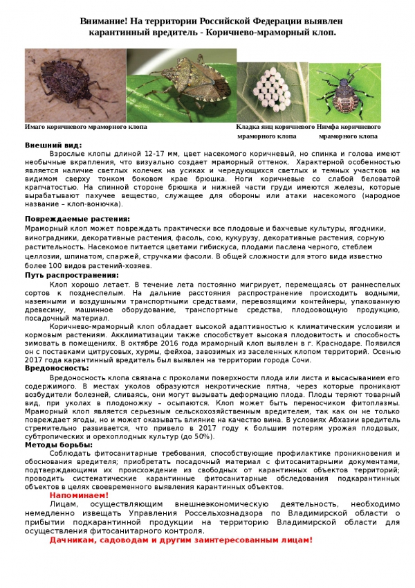 Внимание! На территории Российской Федерации выявлен карантинный вредитель - Коричнево-мраморный клоп.